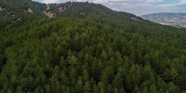 O kentte flaş karar! Ormanlık alana girişler 5 ay süreyle yasaklandı