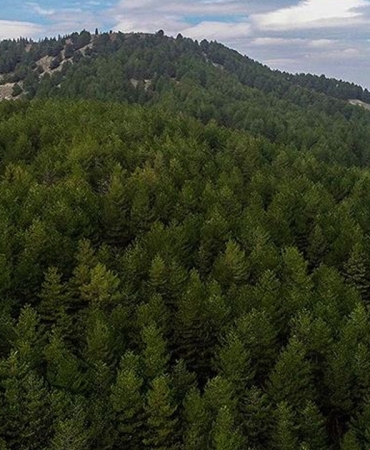 O kentte flaş karar! Ormanlık alana girişler 5 ay süreyle yasaklandı